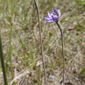 Thelymitra sp. at Tallong, NSW - suppressed