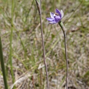 Thelymitra (Genus) at Tallong, NSW - suppressed