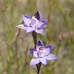 Thelymitra sp. at Tallong, NSW - suppressed