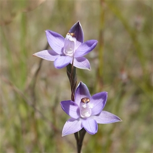 Thelymitra (Genus) at Tallong, NSW - suppressed