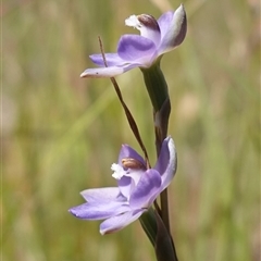 Thelymitra sp. at Tallong, NSW - suppressed