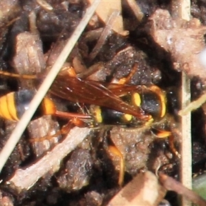 Sceliphron formosum (Formosum mud-dauber) at Higgins, ACT by Jennybach