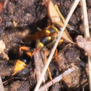 Sceliphron formosum at Higgins, ACT - 13 Dec 2024 04:19 PM