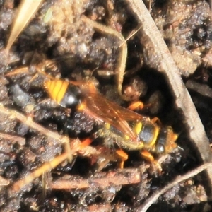 Sceliphron formosum at Higgins, ACT - 13 Dec 2024 04:19 PM