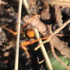 Sceliphron formosum at Higgins, ACT - 13 Dec 2024 04:19 PM
