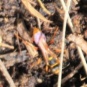 Sceliphron formosum at Higgins, ACT - 13 Dec 2024 04:19 PM