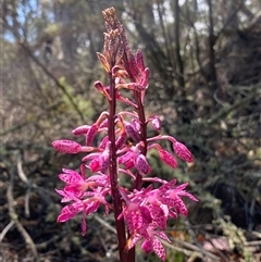 Dipodium punctatum (Blotched Hyacinth Orchid) at Conder, ACT - 28 Nov 2024 by Shazw