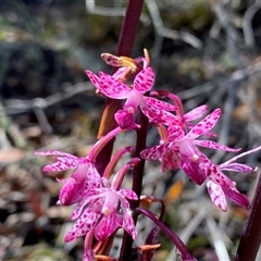 Dipodium punctatum at Conder, ACT - suppressed