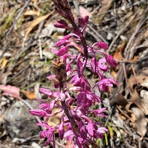 Dipodium punctatum at Conder, ACT - suppressed