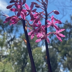 Dipodium punctatum at Conder, ACT - suppressed