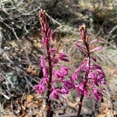 Dipodium punctatum at Conder, ACT - suppressed