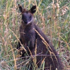 Wallabia bicolor (Swamp Wallaby) at Macgregor, ACT - 5 Dec 2024 by Jennybach