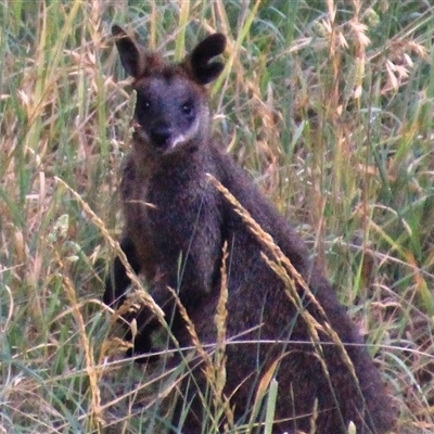 Wallabia bicolor (Swamp Wallaby) at Macgregor, ACT - 6 Dec 2024 by Jennybach