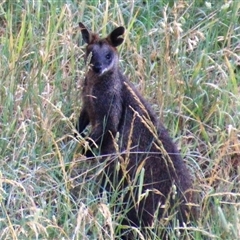 Wallabia bicolor at Macgregor, ACT - 6 Dec 2024 08:50 AM