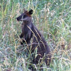 Wallabia bicolor at Macgregor, ACT - 6 Dec 2024 08:50 AM