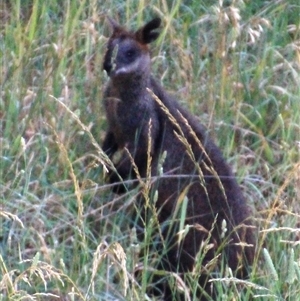 Wallabia bicolor at Macgregor, ACT - 6 Dec 2024 08:50 AM