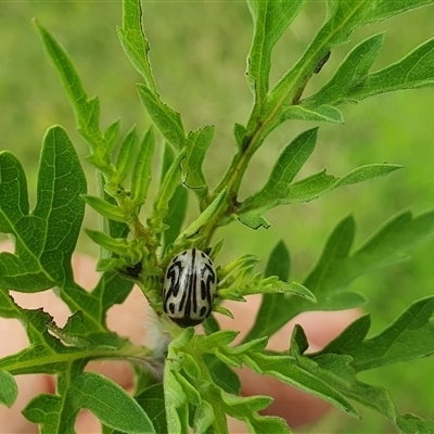 Calligrapha bicolorata (Parthenium beetle) at Shark Creek, NSW - 16 Dec 2024 by Topwood