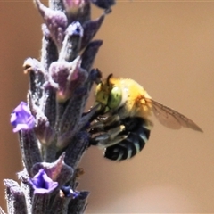 Amegilla (Zonamegilla) asserta (Blue Banded Bee) at Higgins, ACT - 18 Nov 2024 by Jennybach