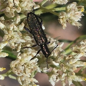 Eleale aspera (Clerid beetle) at Bungendore, NSW by clarehoneydove