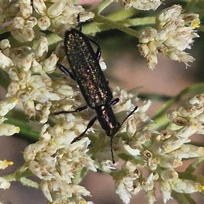 Eleale aspera (Clerid beetle) at Bungendore, NSW - 16 Dec 2024 by clarehoneydove