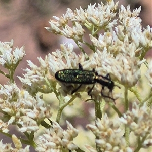 Eleale aspera at Bungendore, NSW - suppressed