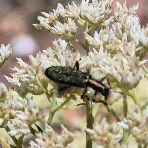 Eleale aspera at Bungendore, NSW - suppressed