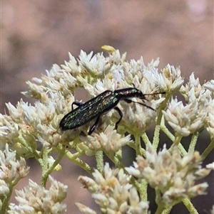 Eleale aspera at Bungendore, NSW - suppressed