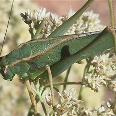 Caedicia sp. (genus) (Katydid) at Bungendore, NSW - 16 Dec 2024 by clarehoneydove