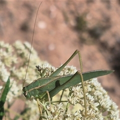 Caedicia sp. (genus) at Bungendore, NSW - 16 Dec 2024