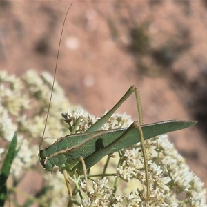 Caedicia sp. (genus) at Bungendore, NSW - 16 Dec 2024