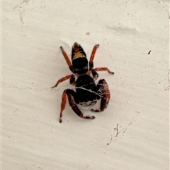 Apricia jovialis (Jovial jumping spider) at Aranda, ACT - 16 Dec 2024 by Jubeyjubes