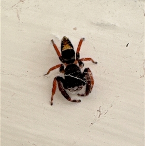 Apricia jovialis (Jovial jumping spider) at Aranda, ACT by Jubeyjubes