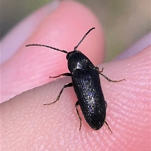 Eucnemidae (family) (False click beetles) at Bungendore, NSW by clarehoneydove