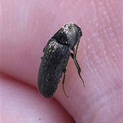 Eucnemidae (family) at Bungendore, NSW - suppressed