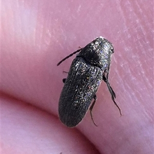 Eucnemidae (family) at Bungendore, NSW - suppressed