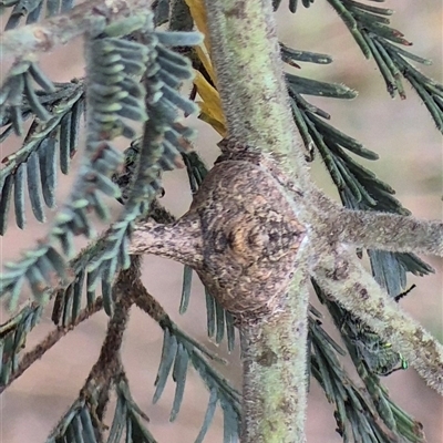 Dolophones sp. (genus) (Wrap-around spider) at Bungendore, NSW - 14 Dec 2024 by clarehoneydove