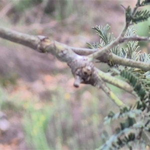 Dolophones sp. (genus) at Bungendore, NSW - suppressed