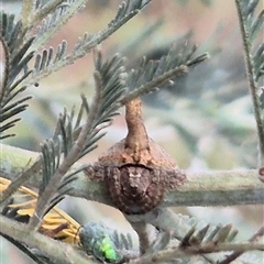 Dolophones sp. (genus) at Bungendore, NSW - suppressed