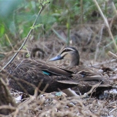 Anas superciliosa (Pacific Black Duck) at Latham, ACT - 5 Dec 2024 by Jennybach