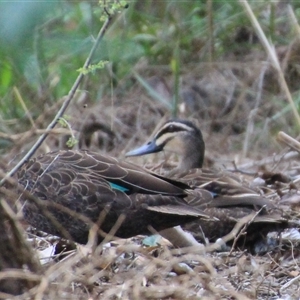 Anas superciliosa at Latham, ACT - 6 Dec 2024