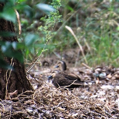 Anas superciliosa at Latham, ACT - 6 Dec 2024