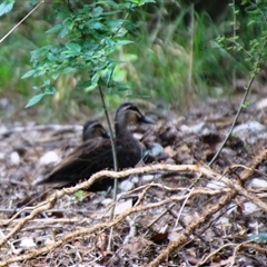 Anas superciliosa at Latham, ACT - 6 Dec 2024