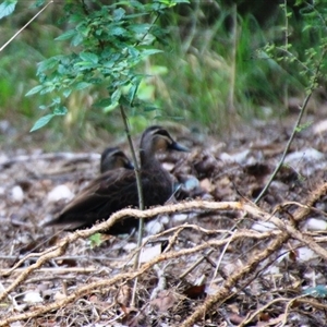 Anas superciliosa at Latham, ACT - 6 Dec 2024