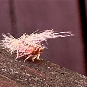 Scolypopa australis (Passionvine hopper, Fluffy bum) at Aranda, ACT by KMcCue