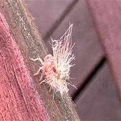 Scolypopa australis at Aranda, ACT - 16 Dec 2024