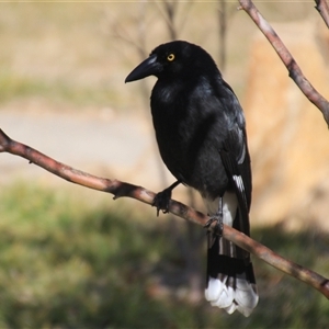 Strepera graculina at Higgins, ACT - 10 Aug 2024