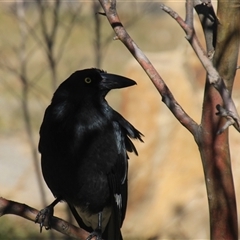 Strepera graculina at Higgins, ACT - 10 Aug 2024