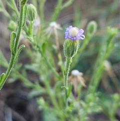 Vittadinia cuneata var. cuneata (Fuzzy New Holland Daisy) at Whitlam, ACT - 16 Dec 2024 by sangio7