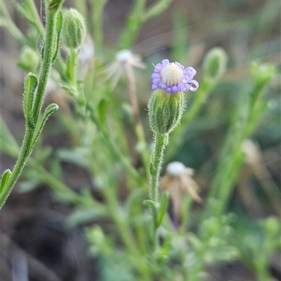 Vittadinia cuneata var. cuneata at Whitlam, ACT - 15 Dec 2024 by sangio7