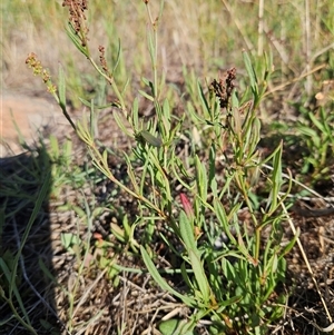 Rumex acetosella at Whitlam, ACT - 16 Dec 2024